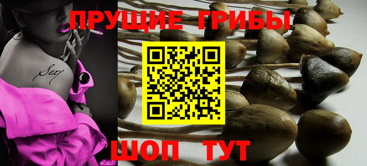 Галлюциногенные грибы мицелий  сколько стоит  Славгород  Вход с VPN  Галлюциногенные грибы Psilocybine cubensis 